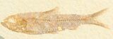 Detailed, Knightia Fossil Fish - Wyoming #78321-1